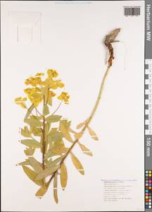 Euphorbia procera M.Bieb., Caucasus, Black Sea Shore (from Novorossiysk to Adler) (K3) (Russia)