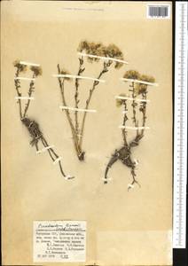 Pseudosedum lievenii (Ledeb.) A. Berger, Middle Asia, Pamir & Pamiro-Alai (M2) (Uzbekistan)