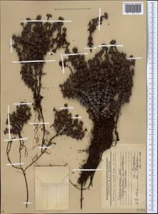 Saxifraga scleropoda Somm. & Levier., Caucasus, Krasnodar Krai & Adygea (K1a) (Russia)