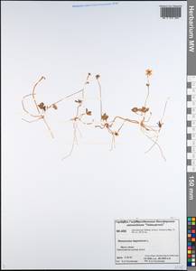 Coptidium lapponicum (L.) Á. Löve & D. Löve, Siberia, Central Siberia (S3) (Russia)