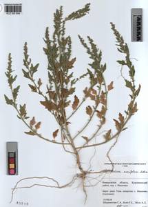 KUZ 003 694, Chenopodium acerifolium Andrz., Siberia, Altai & Sayany Mountains (S2) (Russia)