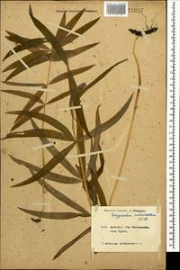 Polygonatum verticillatum (L.) All., Caucasus, Krasnodar Krai & Adygea (K1a) (Russia)