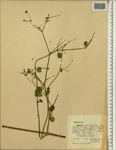 Commicarpus, Africa (AFR) (Ethiopia)