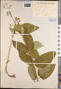 Scrophularia nodosa L., Eastern Europe, Moscow region (E4a) (Russia)