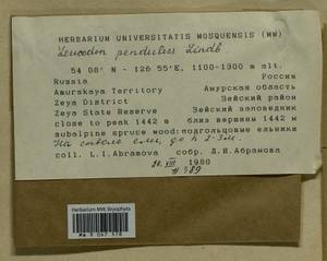 Leucodon pendulus Lindb., Bryophytes, Bryophytes - Russian Far East (excl. Chukotka & Kamchatka) (B20) (Russia)