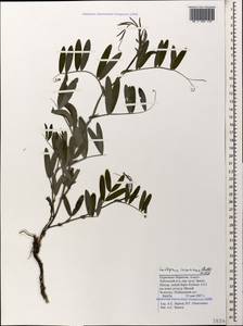 Lathyrus incurvus (Roth)Willd., Caucasus, Stavropol Krai, Karachay-Cherkessia & Kabardino-Balkaria (K1b) (Russia)