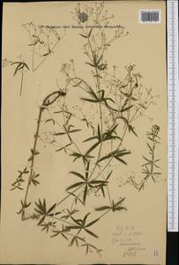 Galium lucidum All., Western Europe (EUR)