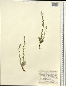 Artemisia caespitosa Ledeb., Mongolia (MONG) (Mongolia)