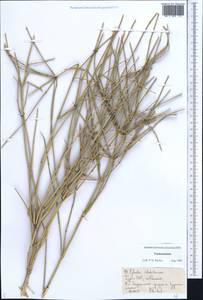 Ephedra strobilacea Bunge, Middle Asia, Karakum (M6) (Turkmenistan)