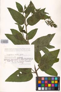 MHA 0 159 671, Scrophularia umbrosa Dumort., Eastern Europe, Lower Volga region (E9) (Russia)