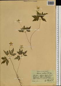 Anemone umbrosa C.A.Mey., Siberia, Russian Far East (S6) (Russia)