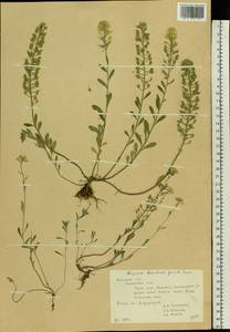 Alyssum gmelinii Jord. & Fourr., Eastern Europe, Central forest-and-steppe region (E6) (Russia)