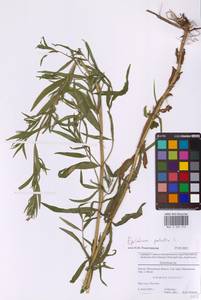 Epilobium palustre L., Eastern Europe, Moscow region (E4a) (Russia)