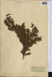 Juniperus, Western Europe (EUR) (France)