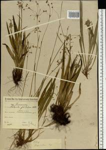 Luzula pilosa (L.) Willd., Eastern Europe, North-Western region (E2) (Russia)