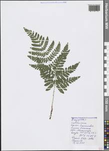 Dryopteris carthusiana (Vill.) H. P. Fuchs, Crimea (KRYM) (Russia)