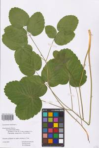 Laserpitium latifolium L., Eastern Europe, Western region (E3) (Russia)