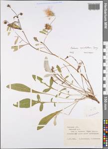 Psephellus marschallianus (Spreng.) K.Koch, Eastern Europe, Central forest-and-steppe region (E6) (Russia)