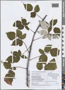 Rubus occidentalis L., Eastern Europe, Central region (E4) (Russia)