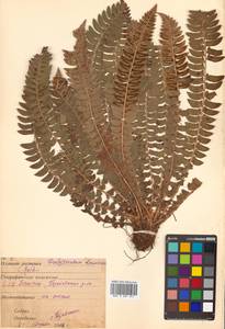 Polystichum lonchitis (L.) Roth, Siberia, Russian Far East (S6) (Russia)