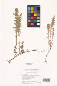 Artemisia austriaca Jacq., Eastern Europe, Lower Volga region (E9) (Russia)