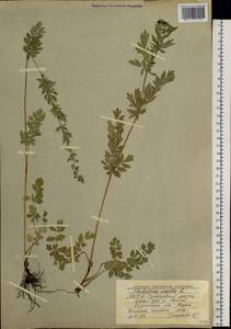 Thalictrum simplex L., Siberia, Yakutia (S5) (Russia)