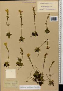Gentiana verna subsp. oschtenica (Kusn.) Halda, Caucasus, Krasnodar Krai & Adygea (K1a) (Russia)