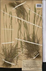 Koeleria pyramidata (Lam.) P.Beauv., Middle Asia, Western Tian Shan & Karatau (M3) (Kazakhstan)