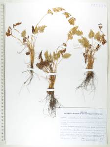Cryptogramma stelleri (S.G.Gmel.) Prantl, Siberia, Russian Far East (S6) (Russia)