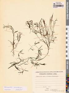 Potamogeton maackianus A.Benn., Siberia, Russian Far East (S6) (Russia)