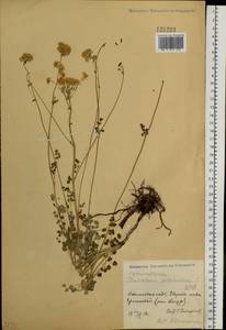 Thalictrum petaloideum L., Siberia, Russian Far East (S6) (Russia)