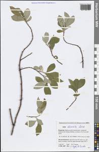 Salix abscondita Laksch., Siberia, Baikal & Transbaikal region (S4) (Russia)