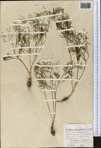 Galagania fragrantissima Lipsky, Middle Asia, Pamir & Pamiro-Alai (M2) (Uzbekistan)