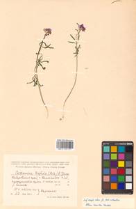 Cardamine trifida (Lam. ex Poir.) B. M. G. Jones, Siberia, Russian Far East (S6) (Russia)