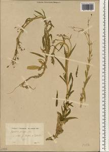 Gypsophila pilosa Huds., South Asia, South Asia (Asia outside ex-Soviet states and Mongolia) (ASIA) (Turkey)