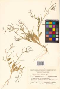 Chorispora tenella (Pall.) DC., Eastern Europe, Lower Volga region (E9) (Russia)