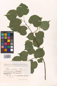 Tilia cordata Mill., Eastern Europe, Lower Volga region (E9) (Russia)