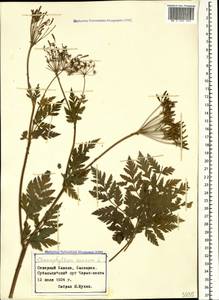 Chaerophyllum aureum L., Caucasus, Stavropol Krai, Karachay-Cherkessia & Kabardino-Balkaria (K1b) (Russia)