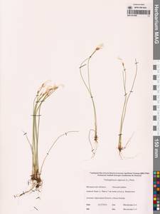 Trichophorum alpinum (L.) Pers., Siberia, Chukotka & Kamchatka (S7) (Russia)