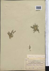 Sporobolus alopecuroides (Piller & Mitterp.) P.M.Peterson, Middle Asia, Northern & Central Kazakhstan (M10) (Kazakhstan)