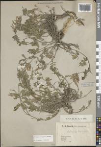 Astragalus lasioglottis Steven, Caucasus (no precise locality) (K0)