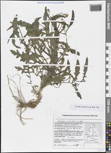 Rorippa palustris (L.) Besser, Siberia, Western Siberia (S1) (Russia)