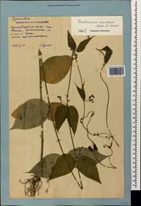 Vincetoxicum scandens Sommier & Levier, Caucasus, Krasnodar Krai & Adygea (K1a) (Russia)