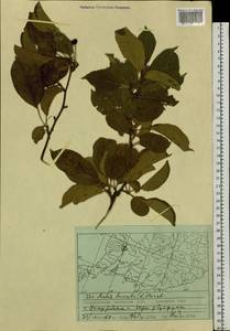 Malus baccata (L.) Borkh., Siberia, Russian Far East (S6) (Russia)