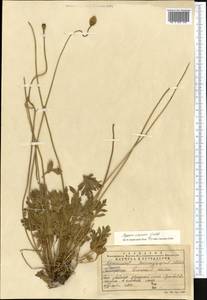 Papaver croceum Ledeb., Middle Asia, Dzungarian Alatau & Tarbagatai (M5) (Kazakhstan)