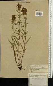 Dracocephalum ruyschiana L., Eastern Europe, Central forest-and-steppe region (E6) (Russia)