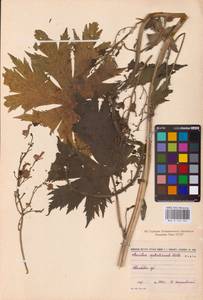 Aconitum septentrionale Koelle, Eastern Europe, Central forest-and-steppe region (E6) (Russia)