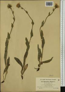 Hieracium villosum Jacq., Western Europe (EUR) (Switzerland)