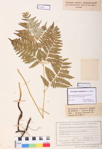 Pteridium aquilinum (L.) Kuhn, Siberia, Central Siberia (S3) (Russia)