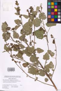 Althaea officinalis L., Eastern Europe, Lower Volga region (E9) (Russia)